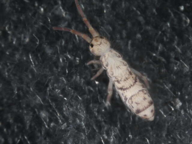 Orchesella villosa (von Linné & C 1767)的圖片