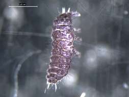 Image of Springtail