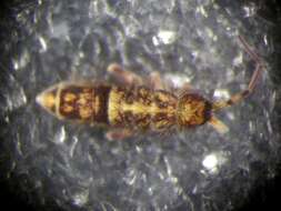 Image of hairy-back girdled springtail