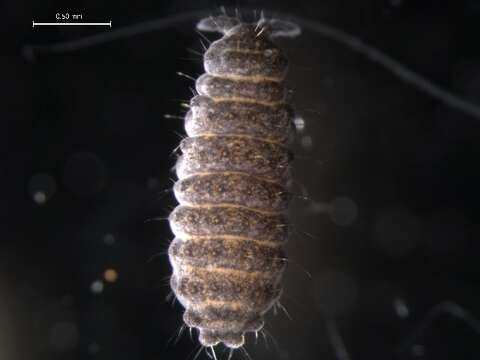 Image of Springtail