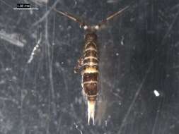 Image of hairy-back girdled springtail