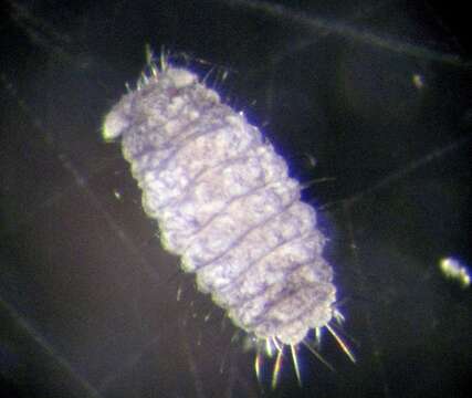 Image of Springtail