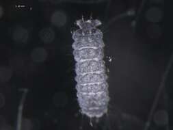 Image of Springtail