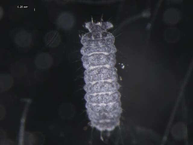 Image of Springtail