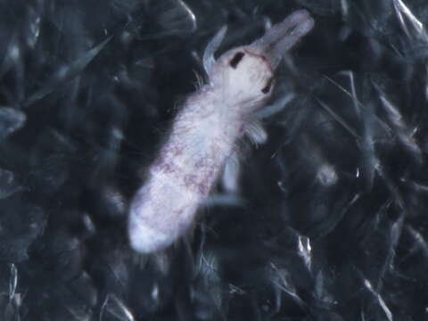 Image of hairy-back girdled springtail