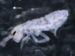 Image of hairy-back girdled springtail