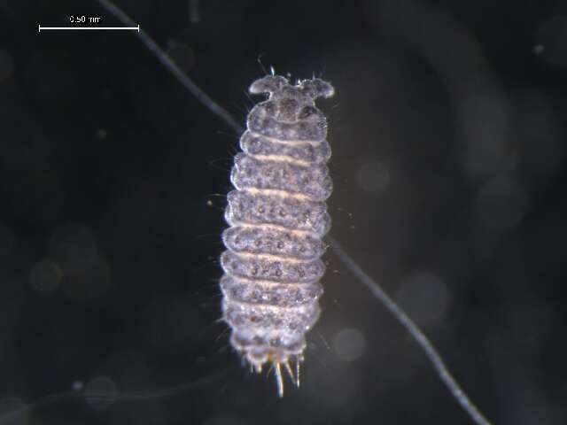 Image of Springtail