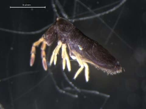 Image of Springtail