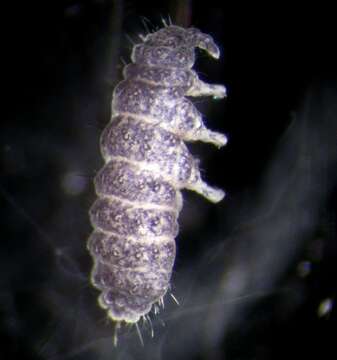 Image of Springtail