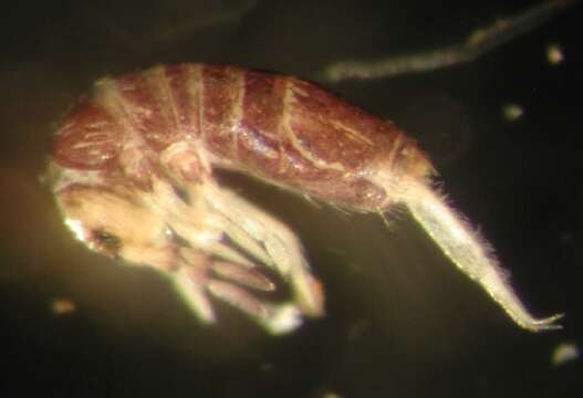 Image of Springtail