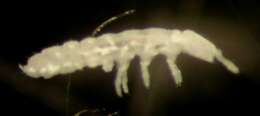 Image of Protaphorura