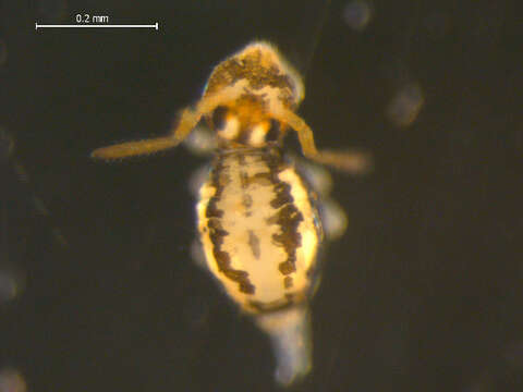 Image of Globular springtail