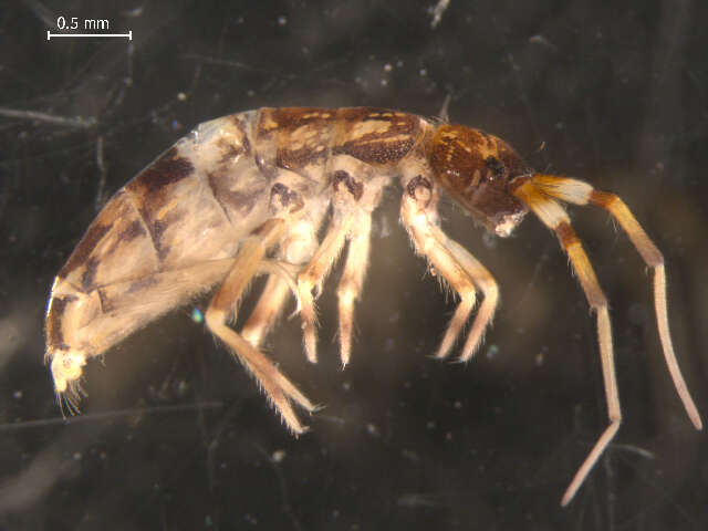 Image of hairy-back girdled springtail