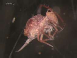 Image of Dicyrtomina