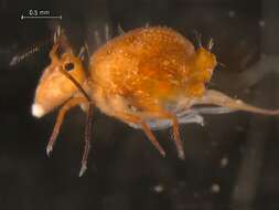 Image of Dicyrtomina