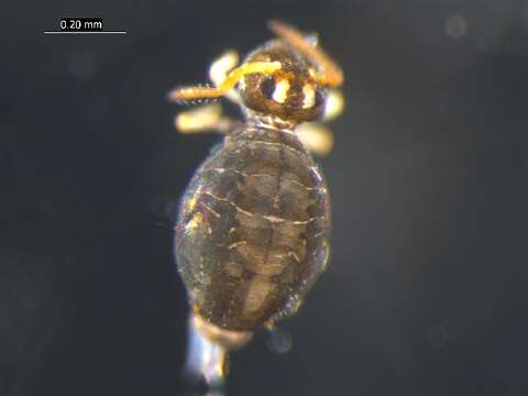 Image of Globular springtail