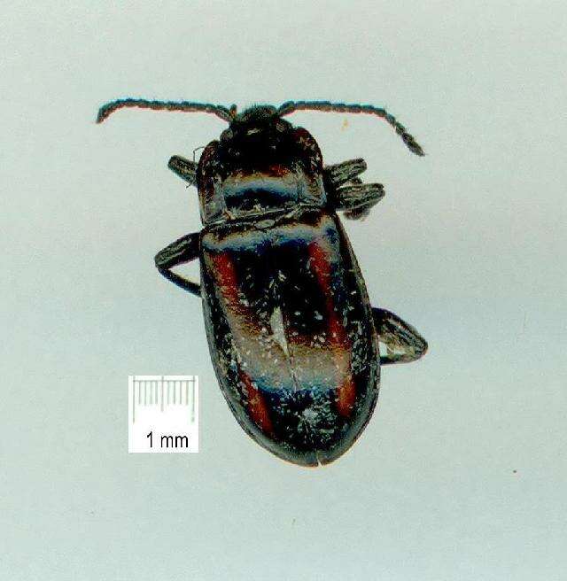 Image of Lycoperdininae