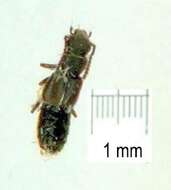 Image of Staphylinus