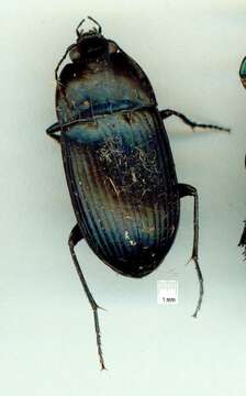 Image of Caraboidea