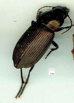 Image of Caraboidea