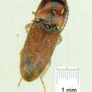 Image of Aeoloderma