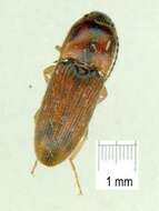 Image of Aeoloderma