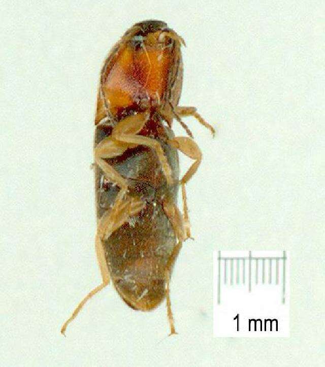 Image of Aeoloderma