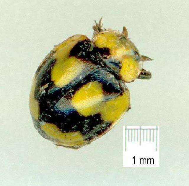 Image of <i>Illeis galbula</i>