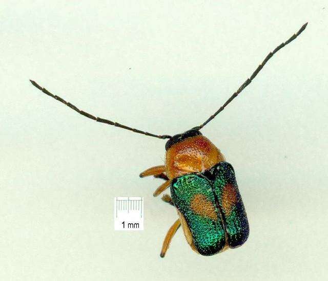 Imagem de <i>Aporocera iridipennis</i>