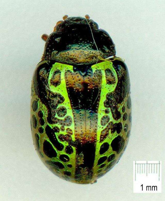 Image of Calligrapha