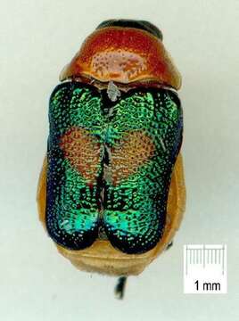 Imagem de <i>Aporocera iridipennis</i>