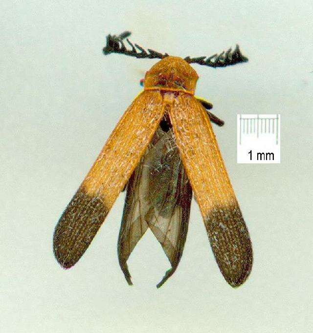 Imagem de Lycidae