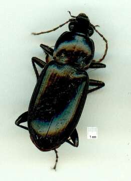 Image of Caraboidea