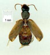 Image of Anomotarus (Anomotarus) variegatus Moore 1967