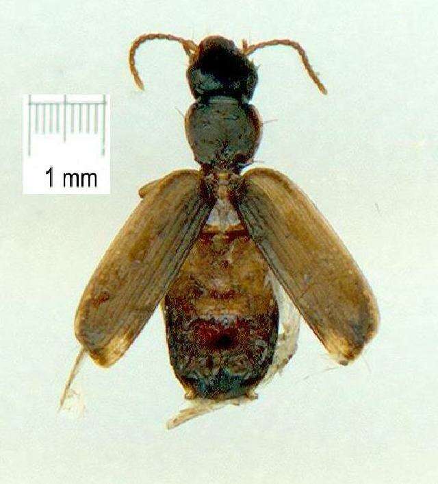 Image of Anomotarus (Anomotarus) variegatus Moore 1967