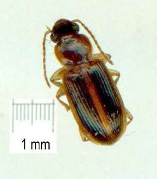 Image of Caraboidea