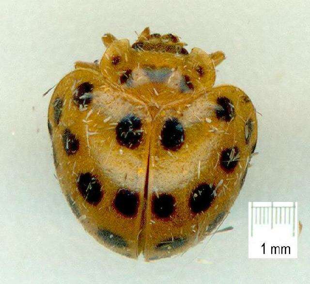 Image of <i>Epilachna vigintioctopunctata</i>