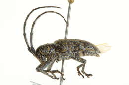 Image of Lamiinae