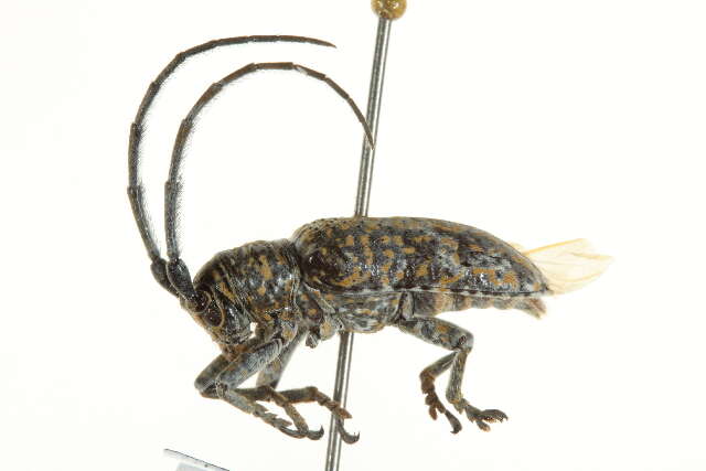 Image of Lamiinae