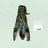 Image of Agrilus