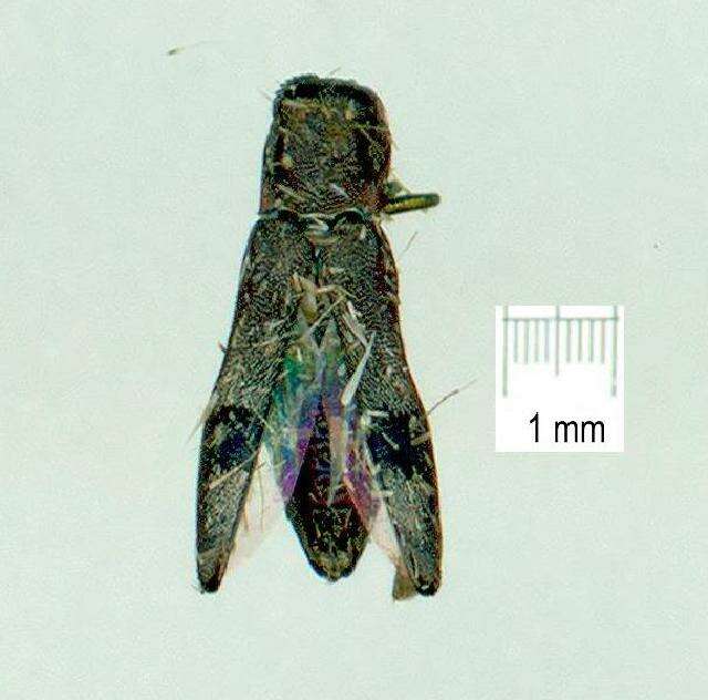 Image of Agrilus