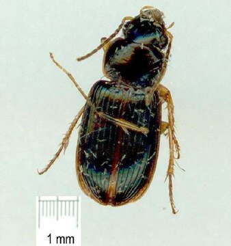 Image of Caraboidea