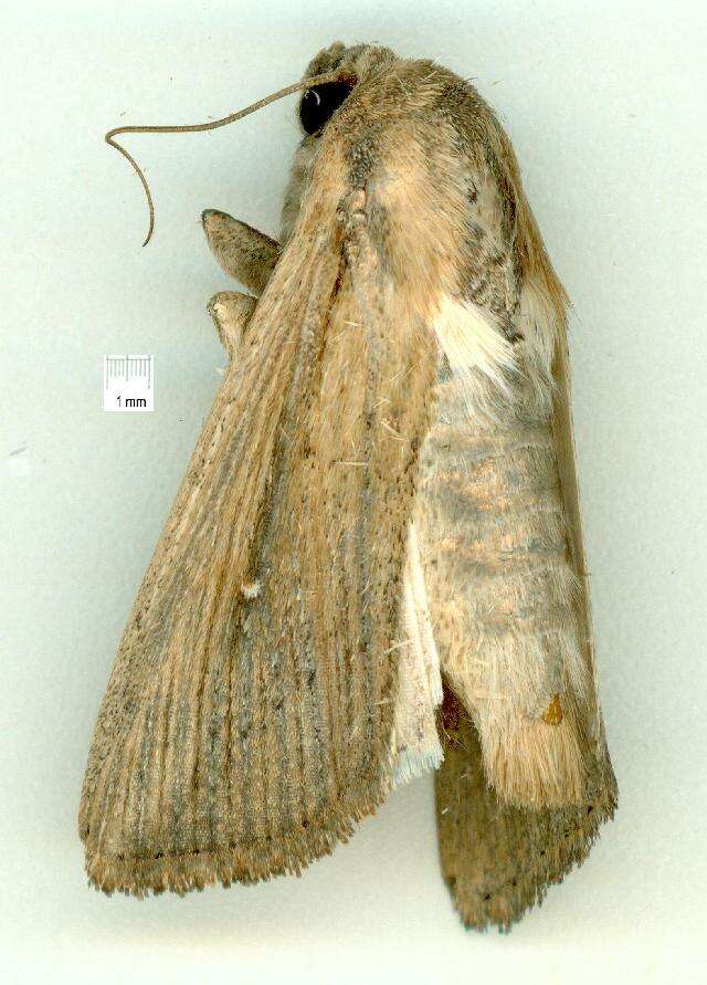 Image of <i>Mythimna loreyi</i>