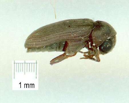 Image of Death-watch Beetles