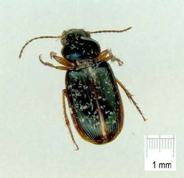 Image of Caraboidea