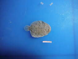 Image of flatfishes