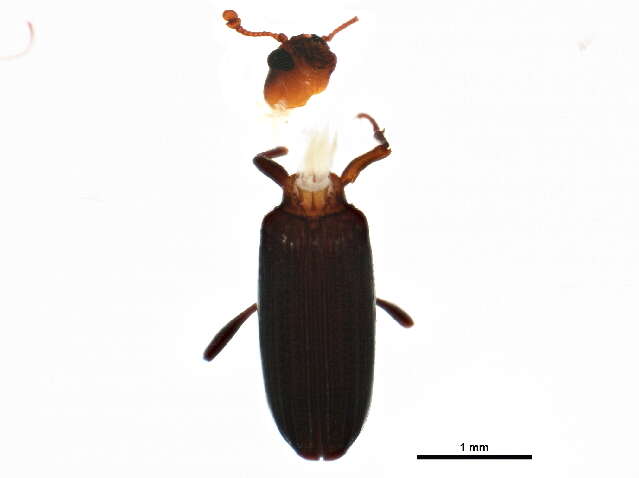 Image of dry bark beetles