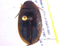 Image of Dytiscinae