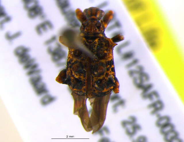 Image of leaf rolling weevils