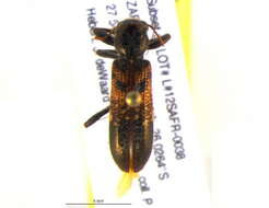 Image of checkered beetles